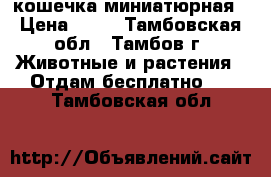 кошечка миниатюрная › Цена ­ 50 - Тамбовская обл., Тамбов г. Животные и растения » Отдам бесплатно   . Тамбовская обл.